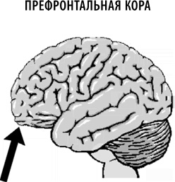 Полюби свой мозг