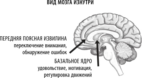 Полюби свой мозг