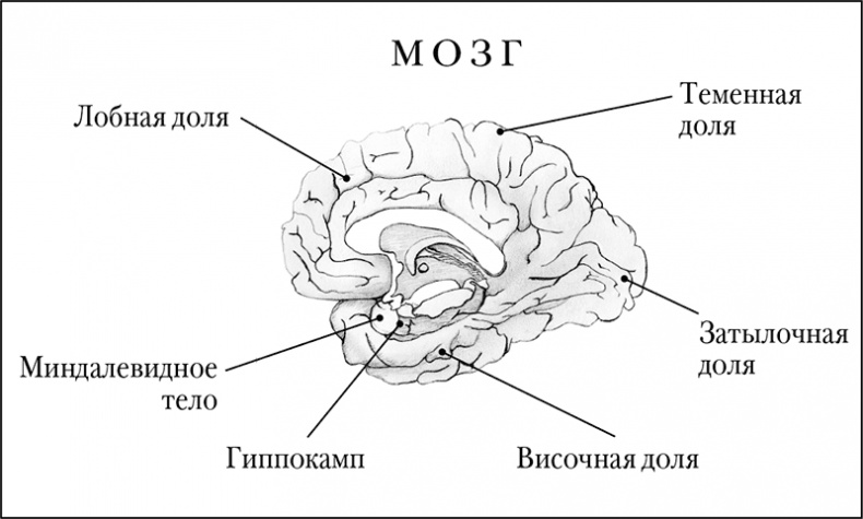 Мозговой штурм. Детективные истории из мира неврологии