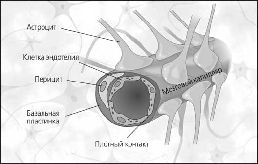 Мозг. Как он устроен и что с ним делать