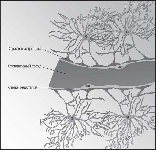 Мозг. Как он устроен и что с ним делать