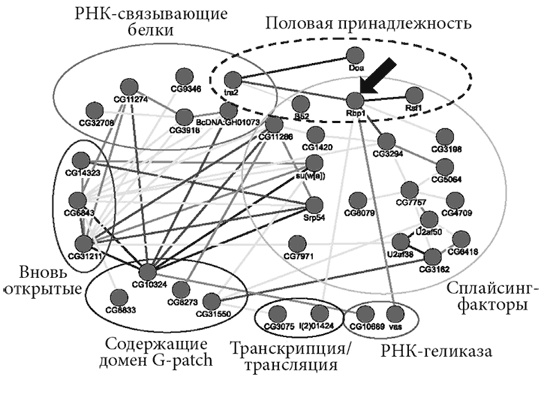 Биология веры. Как сила убеждений может изменить ваше тело и разум