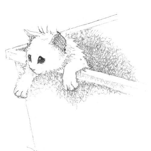 Котёнок Стенли, или Настоящий клад