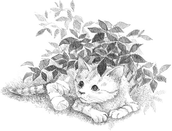 Котёнок Сильвер, или Полосатый храбрец