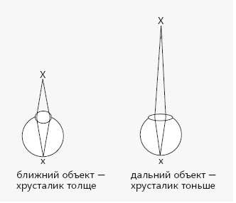 Как работает мозг