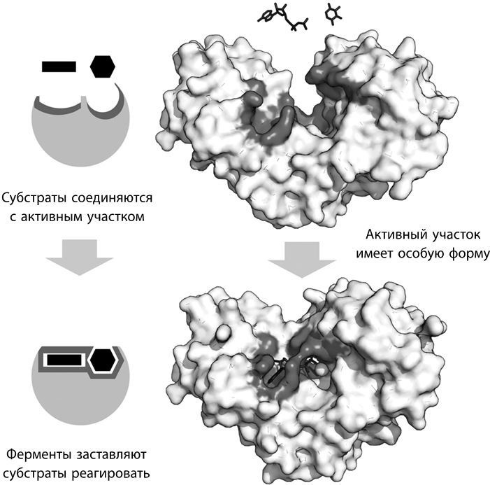 Взламывая биологию