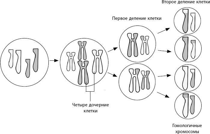 Взламывая биологию