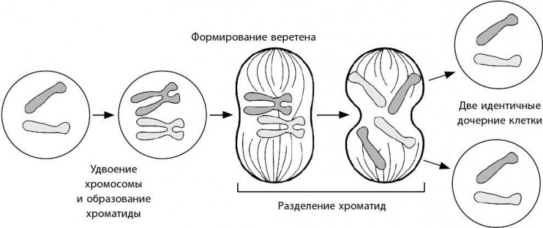 Взламывая биологию