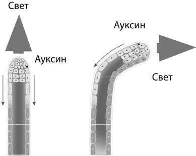 Взламывая биологию