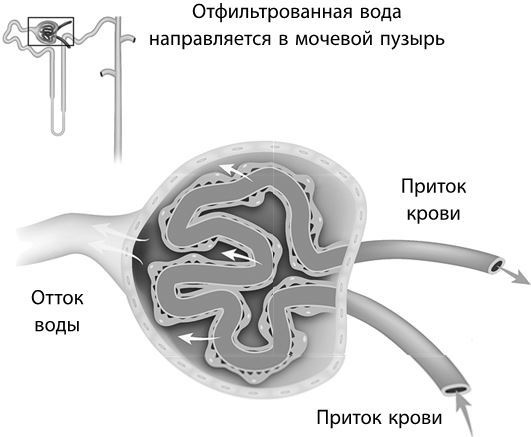 Взламывая биологию