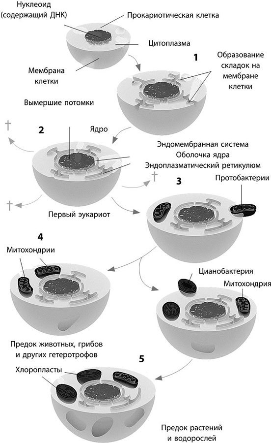 Взламывая биологию