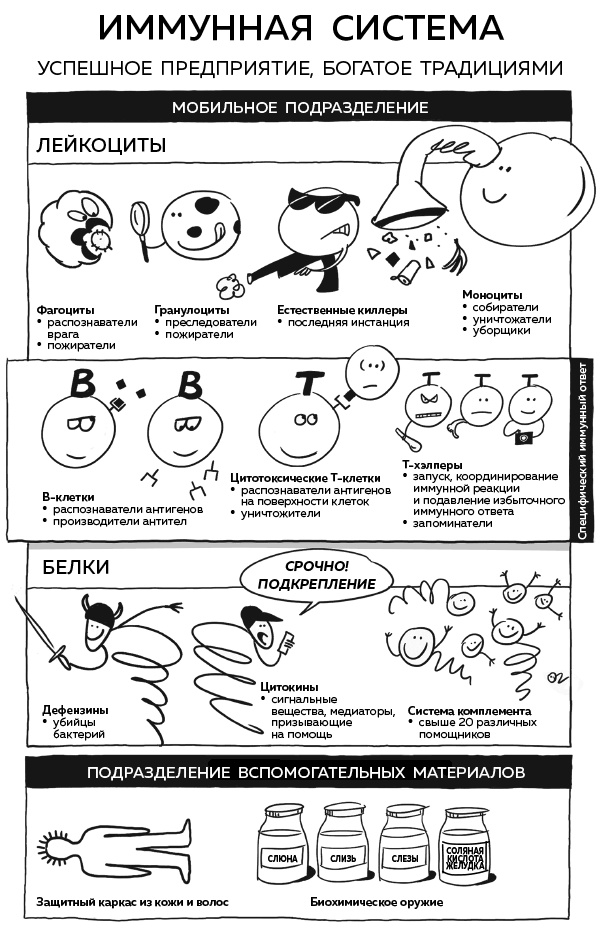 Иммунитет. Как у тебя дела?