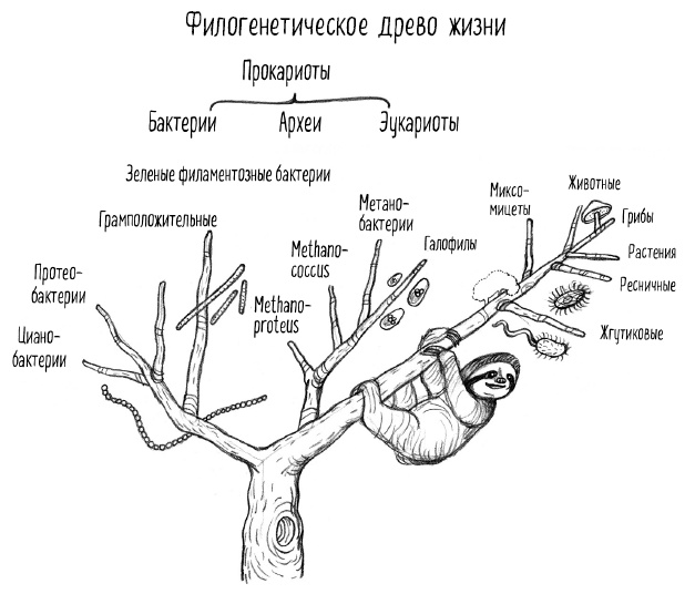 Тайная жизнь домашних микробов: все о бактериях, грибках и вирусах