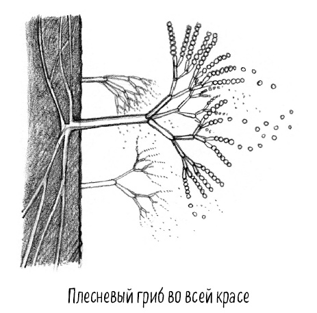 Тайная жизнь домашних микробов: все о бактериях, грибках и вирусах