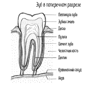 Тайная жизнь домашних микробов: все о бактериях, грибках и вирусах