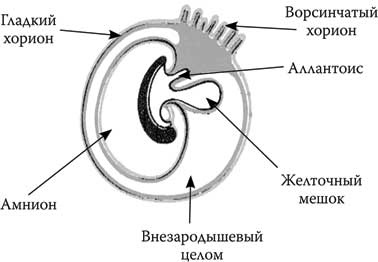 Твоя жизнь до рождения: тайны эволюции человека