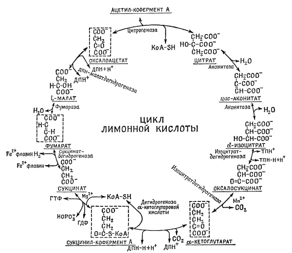 Фейнмановские лекции по физике. Современная наука о природе