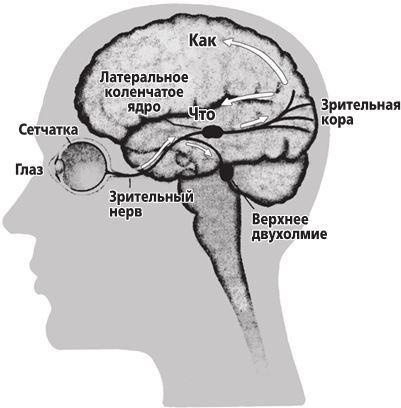 Фантомы мозга