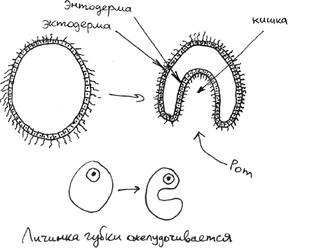 Хлопок одной ладонью