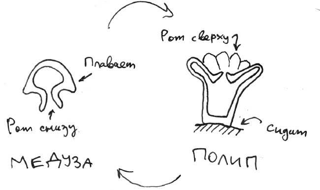 Хлопок одной ладонью