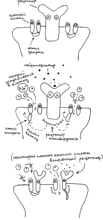 Хлопок одной ладонью