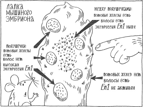 Странная обезьяна. Куда делась шерсть и почему люди разного цвета