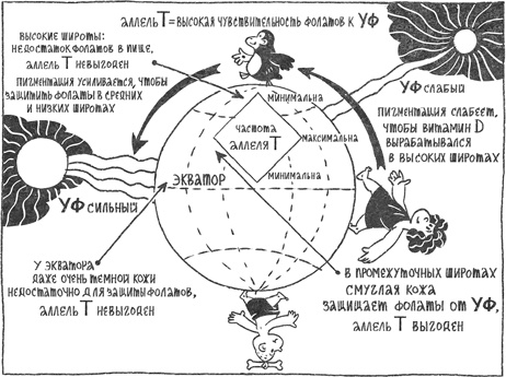 Странная обезьяна. Куда делась шерсть и почему люди разного цвета