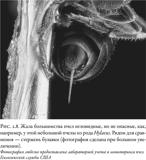 Жужжащие. Естественная история пчёл