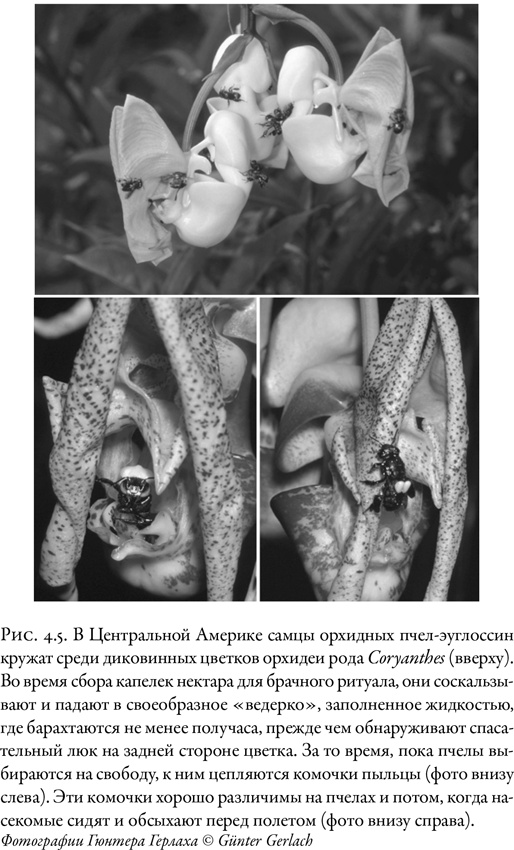 Жужжащие. Естественная история пчёл