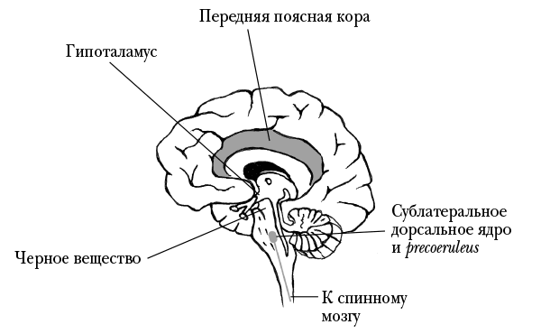 Мозг, ты спишь? 14 историй, которые приоткроют дверь в ночную жизнь нашего самого загадочного органа