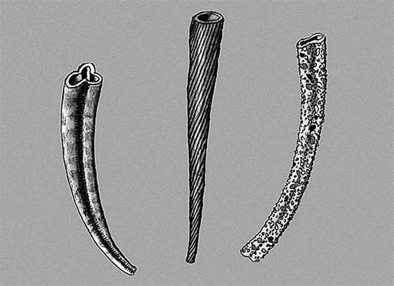 Затерянный мир Дарвина. Тайная история жизни на Земле