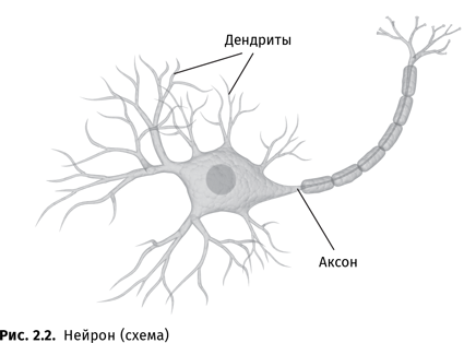 Происхождение языка. Факты, исследования, гипотезы