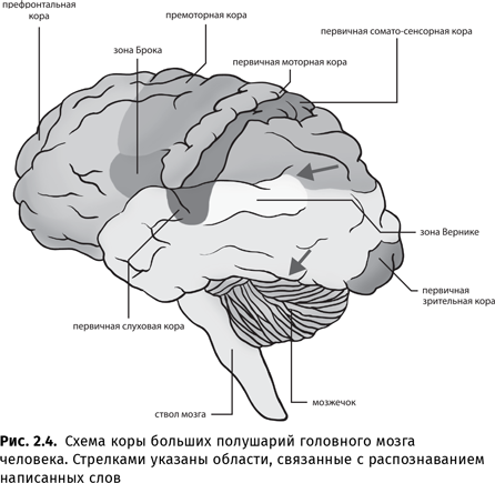 Происхождение языка. Факты, исследования, гипотезы