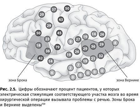 Происхождение языка. Факты, исследования, гипотезы