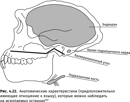 Происхождение языка. Факты, исследования, гипотезы