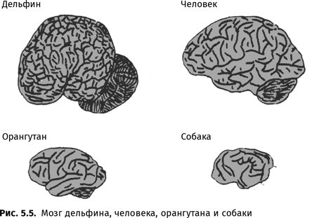 Происхождение языка. Факты, исследования, гипотезы