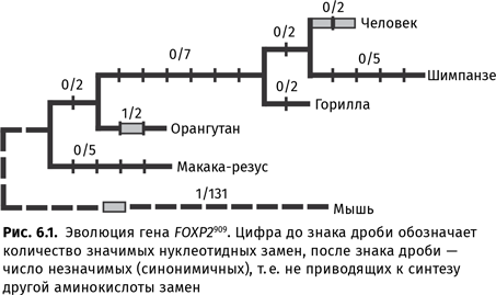 Происхождение языка. Факты, исследования, гипотезы