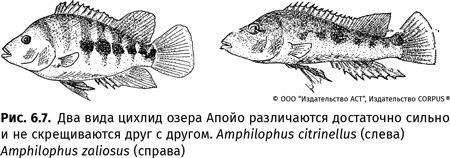 Происхождение языка. Факты, исследования, гипотезы