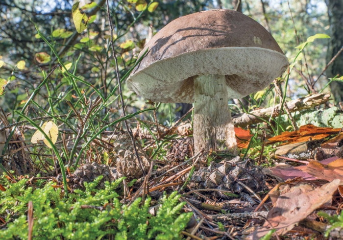 Таинственная жизнь грибов. Удивительные чудеса скрытого от глаз мира