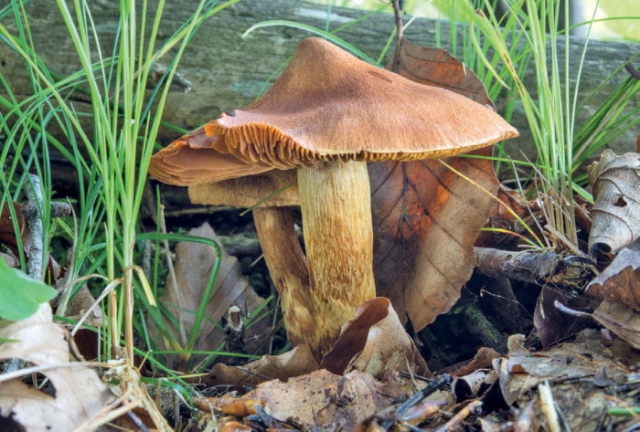 Таинственная жизнь грибов. Удивительные чудеса скрытого от глаз мира
