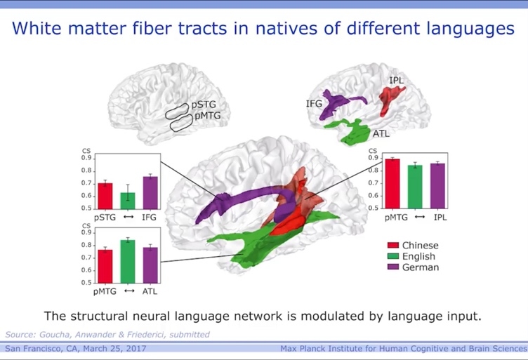 Язык и мозг. Нейробиология раскрывает главную тайну человека