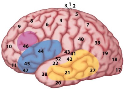 Язык и мозг. Нейробиология раскрывает главную тайну человека