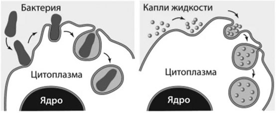 Биология для тех, кто хочет понять и простить самку богомола