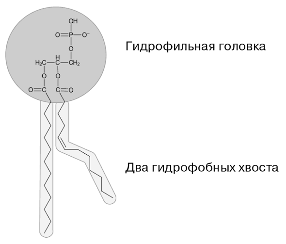 Биология для тех, кто хочет понять и простить самку богомола