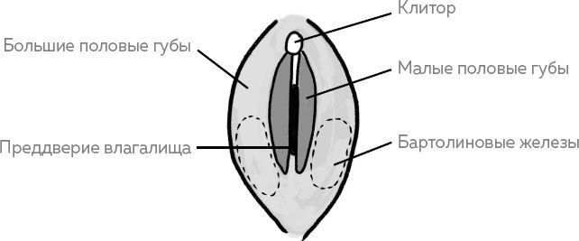 Ab Ovo. Путеводитель для будущих мам: об особенностях женской половой системы, зачатии и сохранении беременности