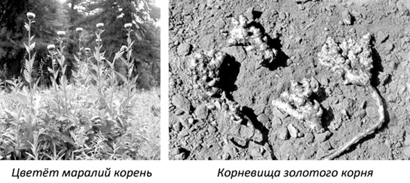 Про тайгу и&nbsp;про охоту. Воспоминания, рекомендации, извлечения