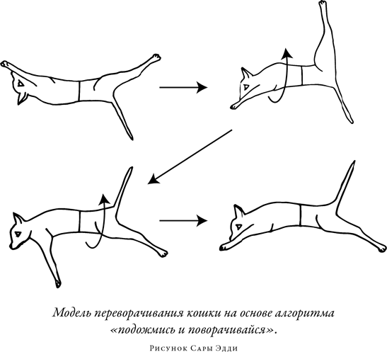 Загадка падающей кошки и фундаментальная физика