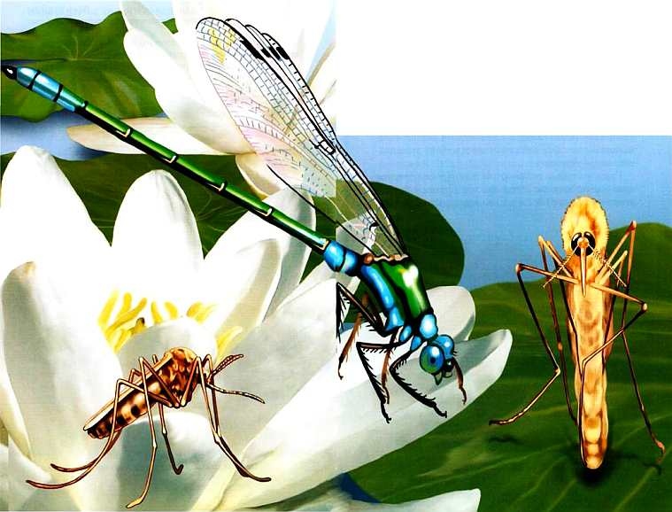 Жуки и другие удивительные насекомые