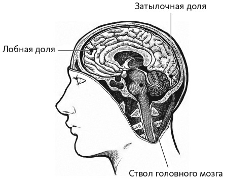 Нейрофитнес. Рекомендации нейрохирурга для улучшения работы мозга