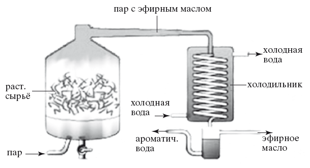 Целебная сила эфирных масел для красоты и здоровья